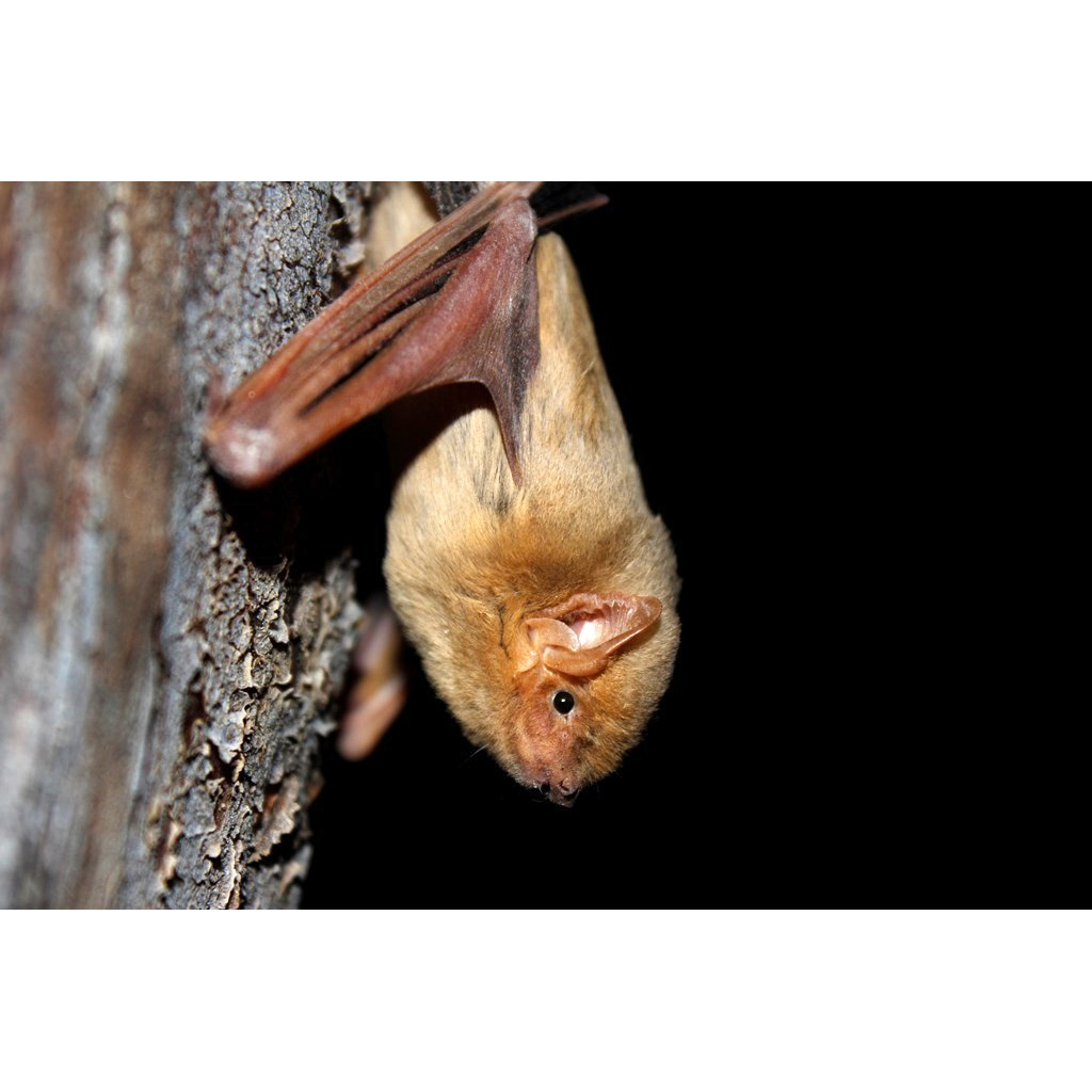 Западный желтый волосатохвост (Dasypterus xanthinus) Фото №5