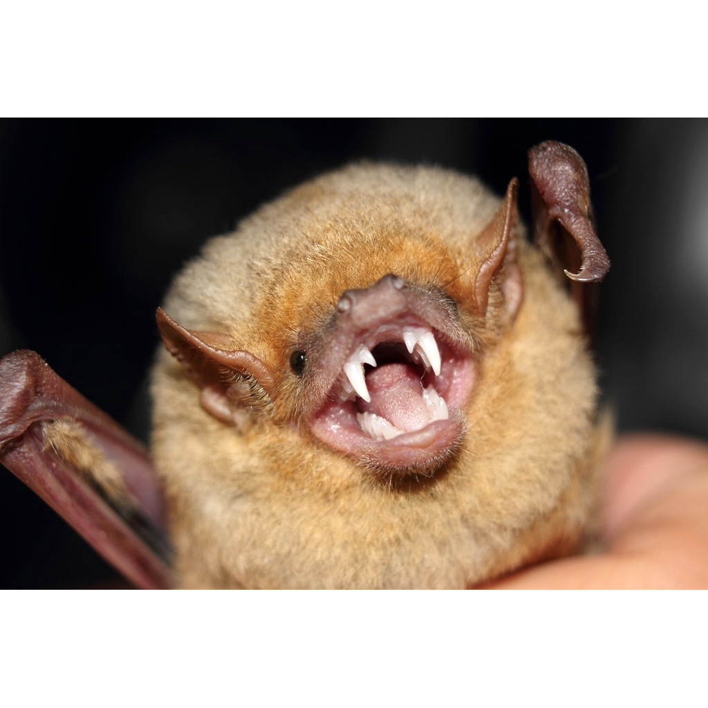 Западный желтый волосатохвост (Dasypterus xanthinus) Фото №8