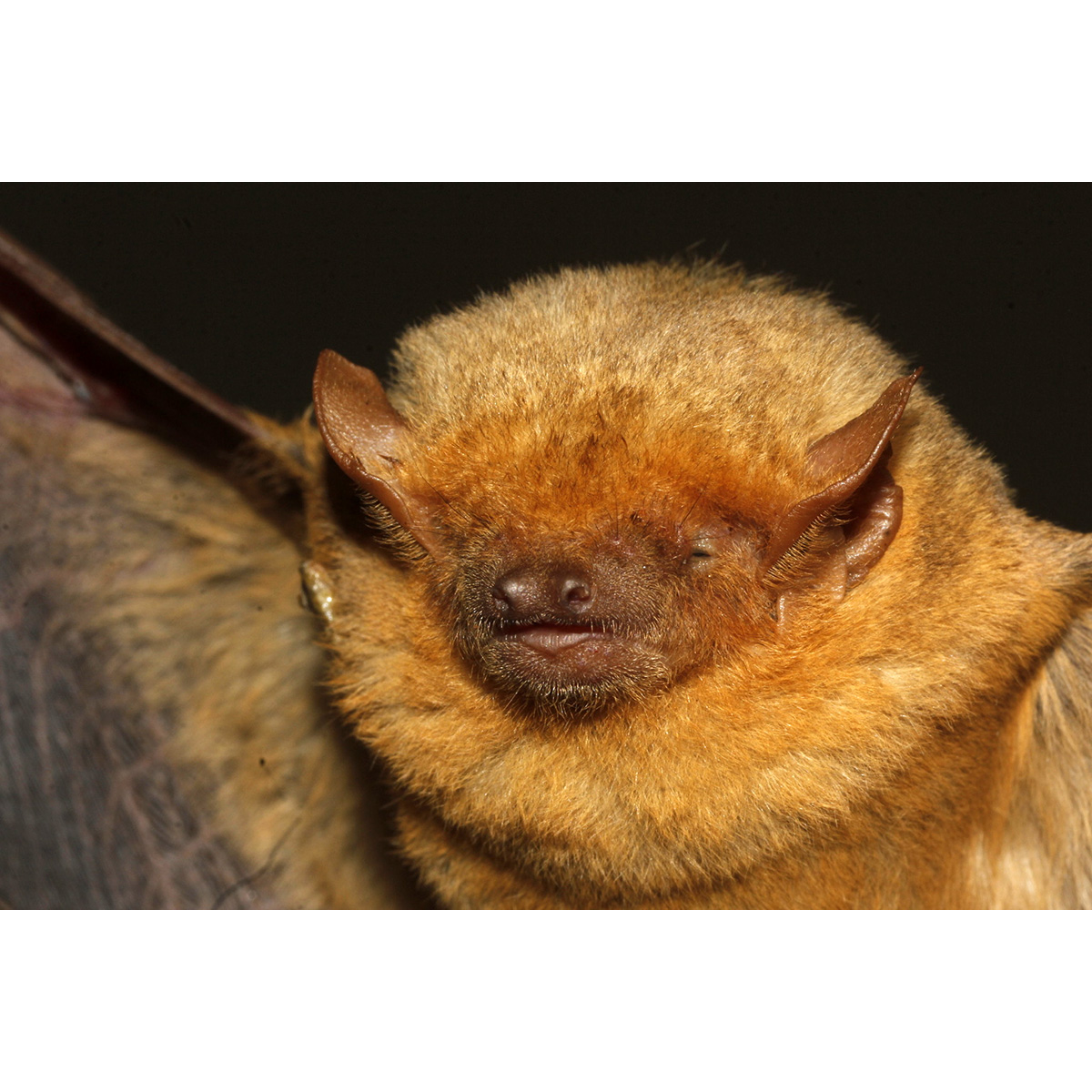 Западный желтый волосатохвост (Dasypterus xanthinus) Фото №9