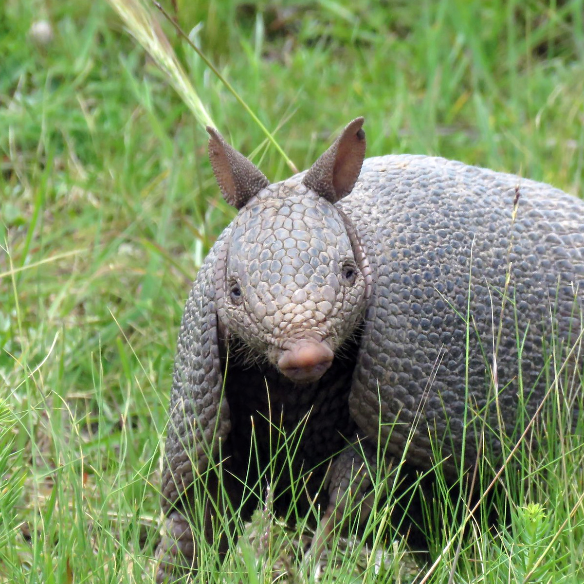 Короткохвостый броненосец (Dasypus hybridus) Фото №10