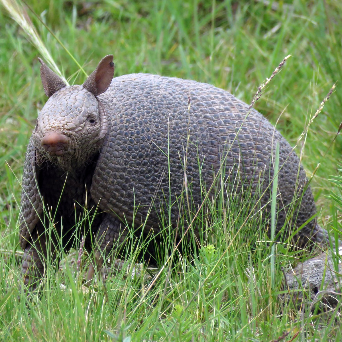 Короткохвостый броненосец (Dasypus hybridus) Фото №5