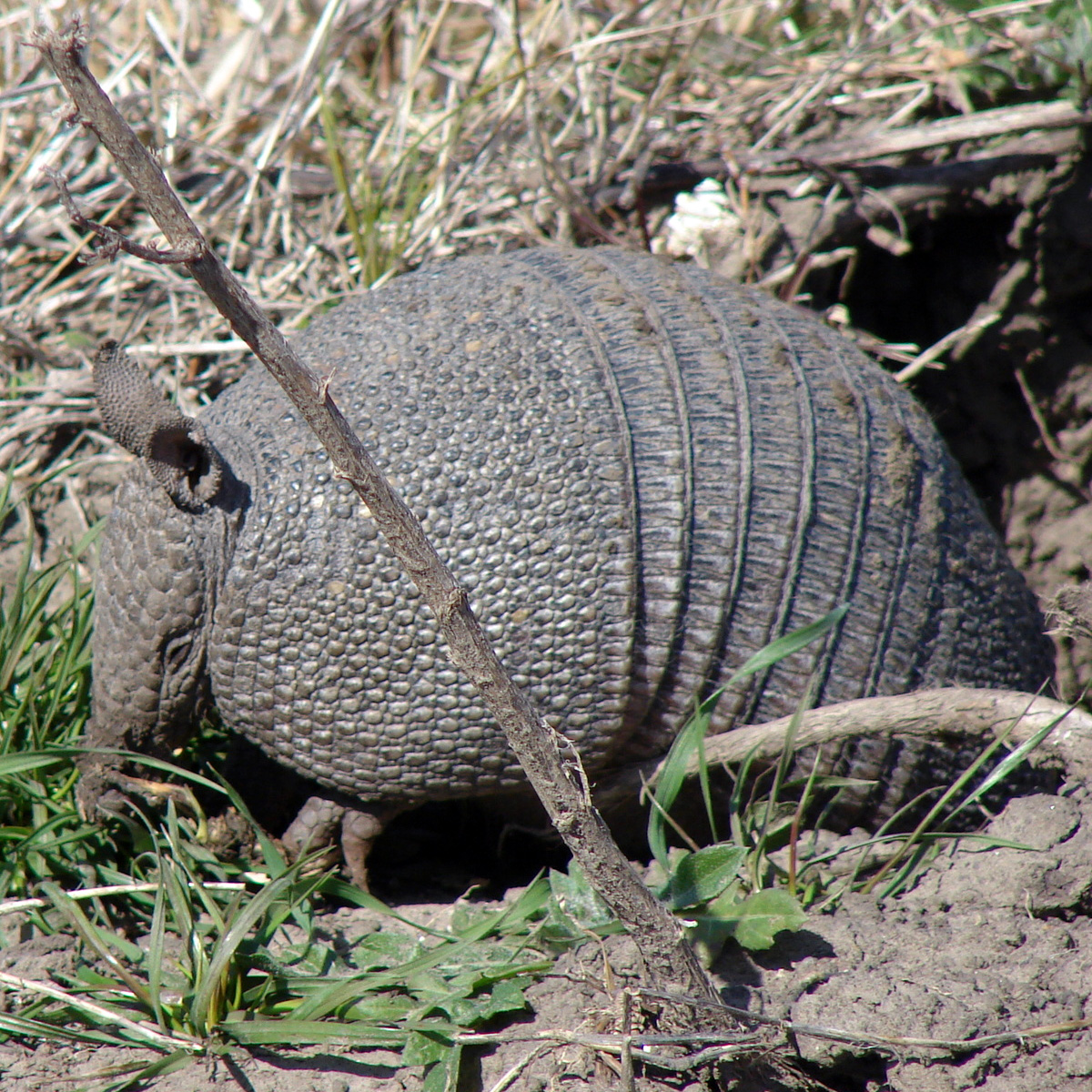 Короткохвостый броненосец (Dasypus hybridus) Фото №7
