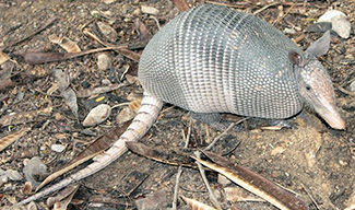 Dasypus novemcinctus mexicanus