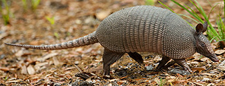 Dasypus novemcinctus novemcinctus