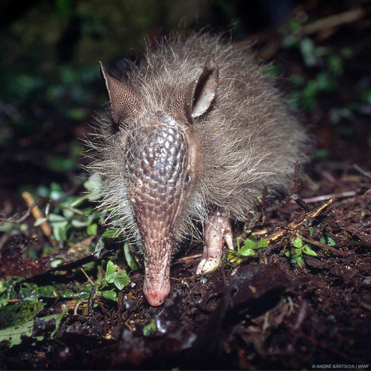 Мохнатый броненосец (Dasypus pilosus) Фото №5
