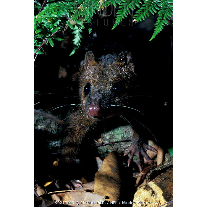 Новогвинейская сумчатая куница (Dasyurus albopunctatus) Фото №2
