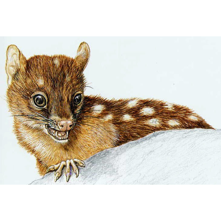 Новогвинейская сумчатая куница (Dasyurus albopunctatus) Фото №3