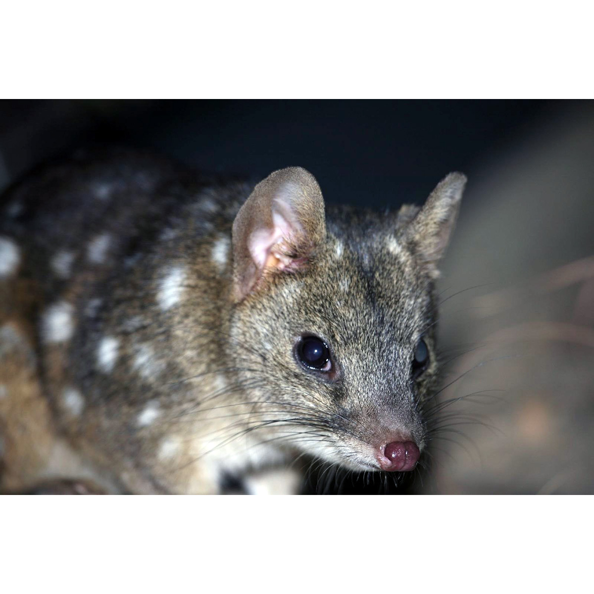 Чернохвостая сумчатая куница (Dasyurus geoffroii) Фото №10