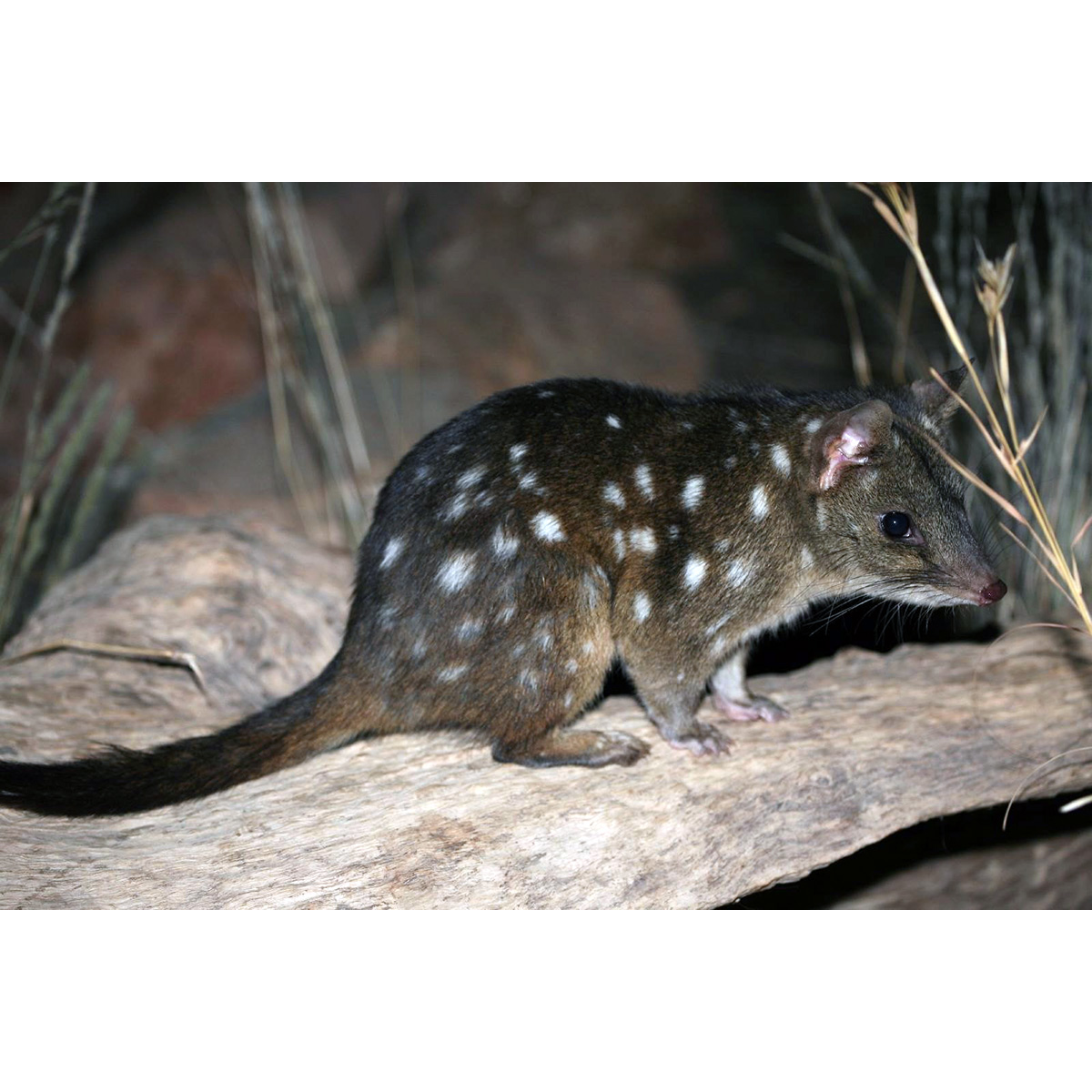 Чернохвостая сумчатая куница (Dasyurus geoffroii) Фото №3