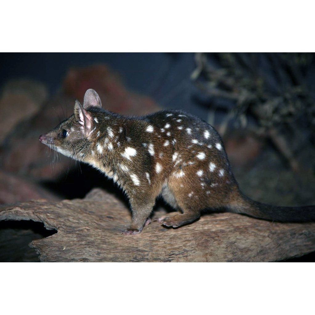 Чернохвостая сумчатая куница (Dasyurus geoffroii) Фото №4