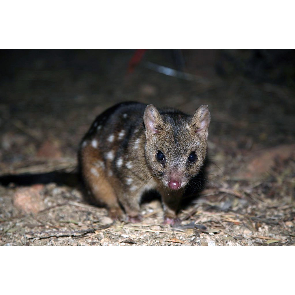 Чернохвостая сумчатая куница (Dasyurus geoffroii) Фото №5