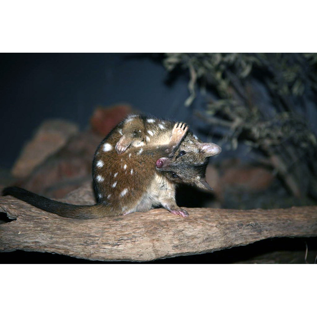 Чернохвостая сумчатая куница (Dasyurus geoffroii) Фото №6
