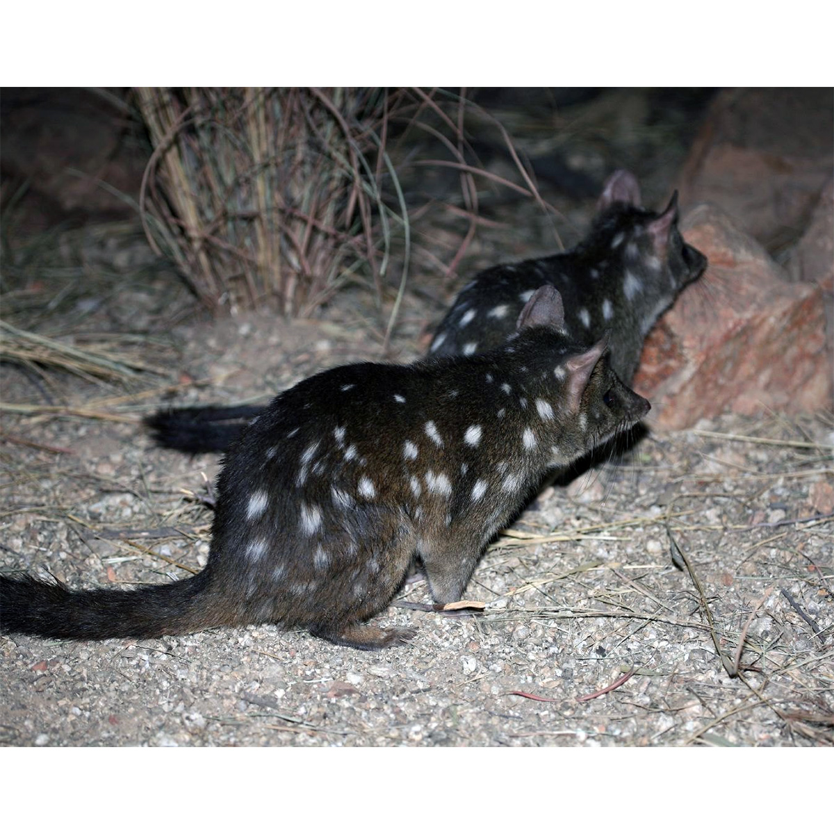 Чернохвостая сумчатая куница (Dasyurus geoffroii) Фото №8
