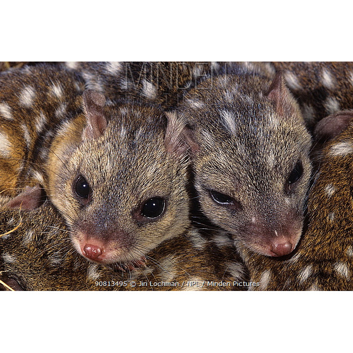 Чернохвостая сумчатая куница (Dasyurus geoffroii) Фото №9
