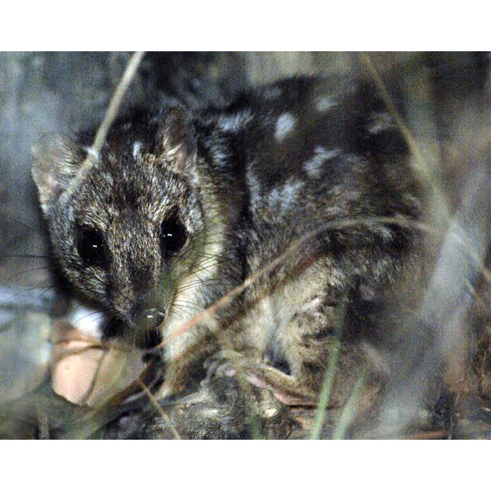 Северная сумчатая куница (Dasyurus hallucatus) Фото №10