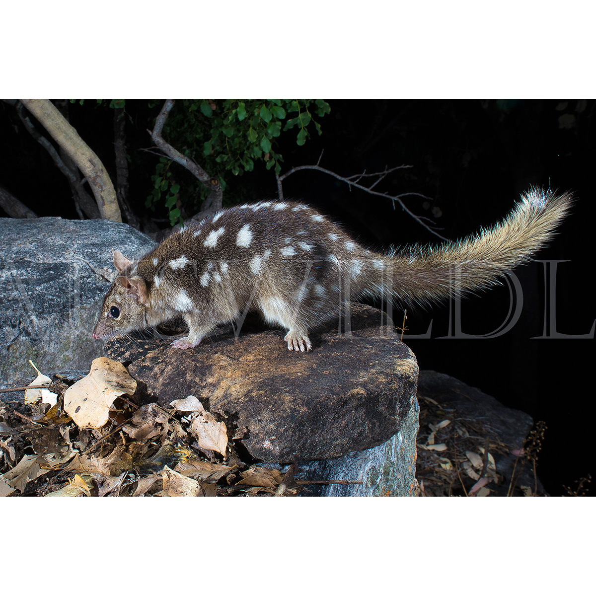 Северная сумчатая куница (Dasyurus hallucatus) Фото №2