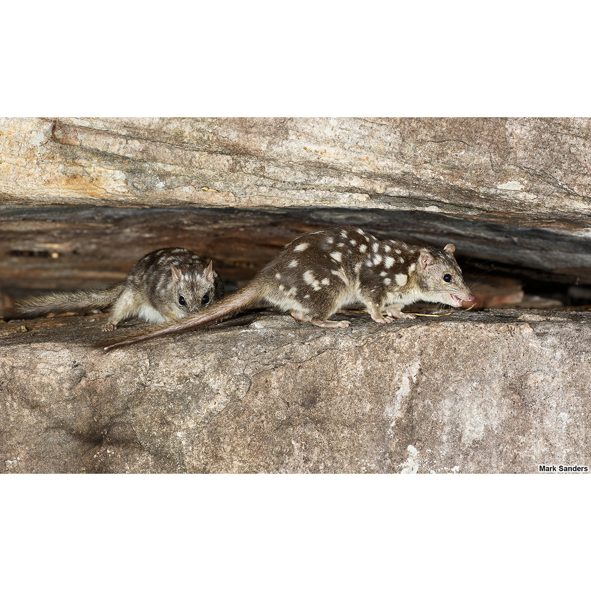 Северная сумчатая куница (Dasyurus hallucatus) Фото №3