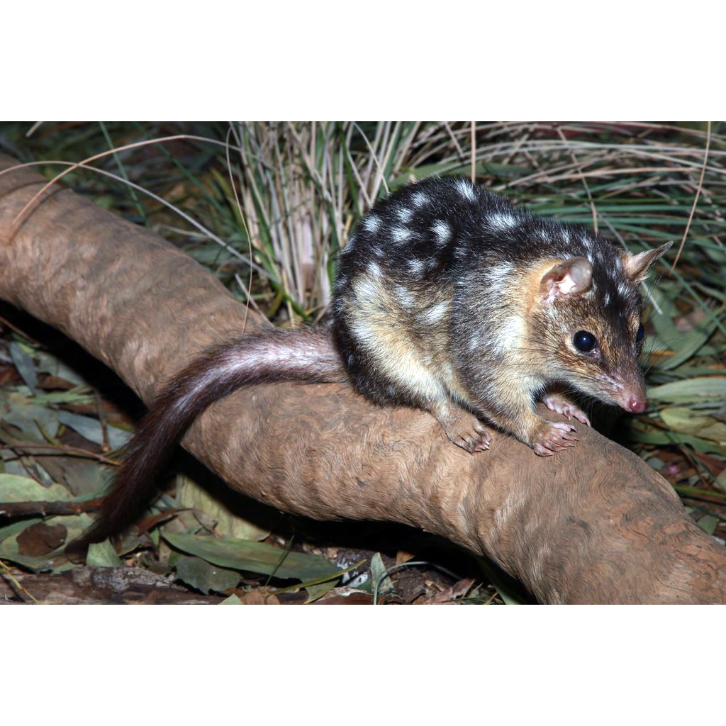 Северная сумчатая куница (Dasyurus hallucatus) Фото №4