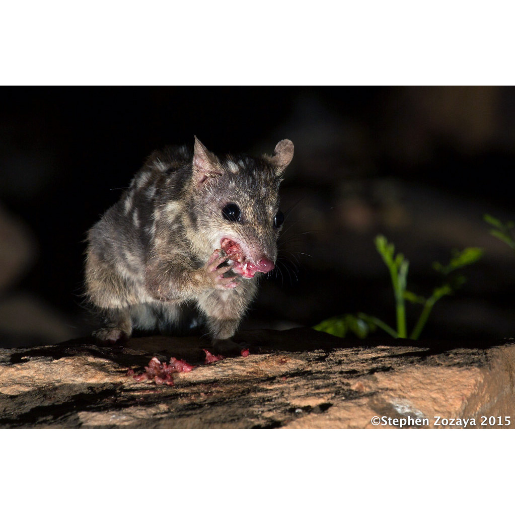 Северная сумчатая куница (Dasyurus hallucatus) Фото №5