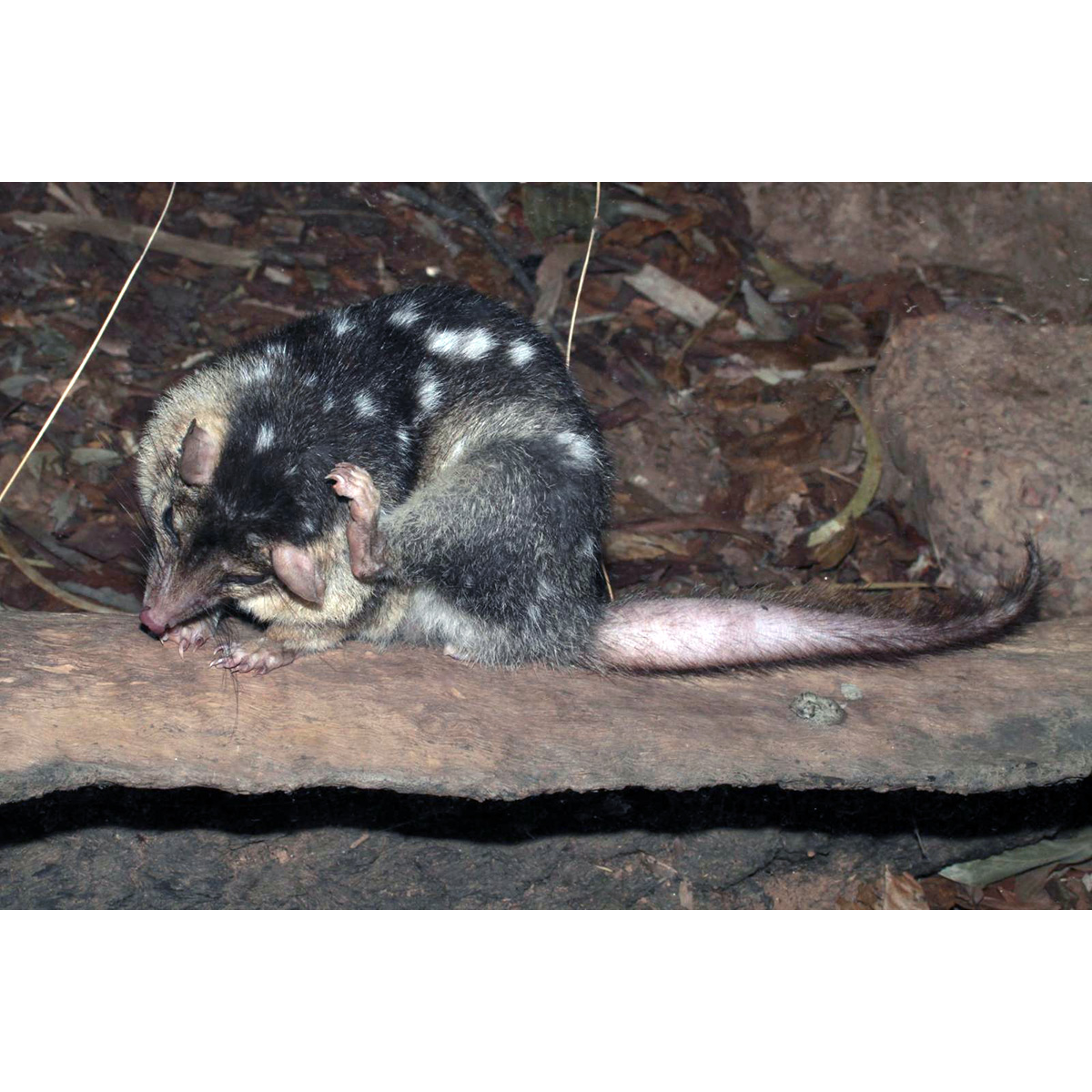 Северная сумчатая куница (Dasyurus hallucatus) Фото №6
