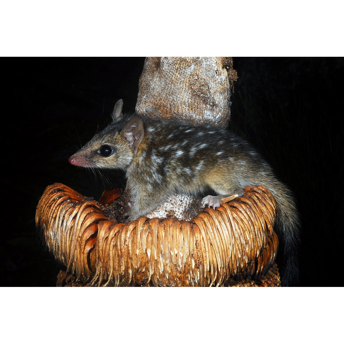 Северная сумчатая куница (Dasyurus hallucatus) Фото №7