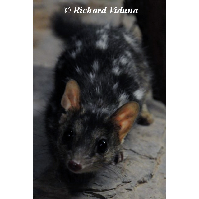 Северная сумчатая куница (Dasyurus hallucatus) Фото №9