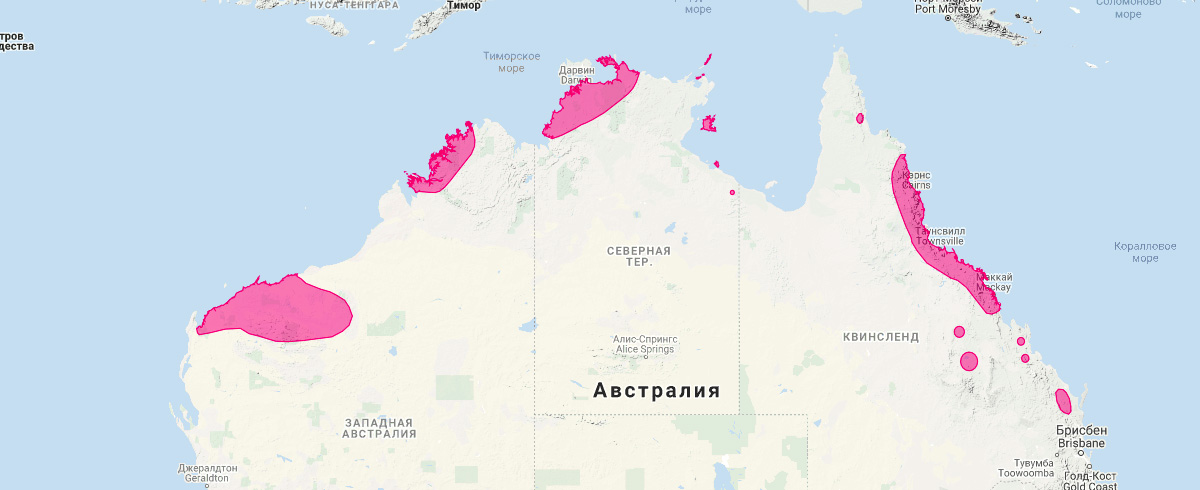 Северная сумчатая куница (Dasyurus hallucatus) Ареал обитания на карте
