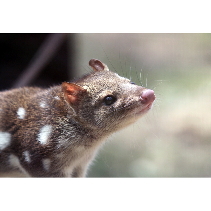 Пятнистохвостая сумчатая куница (Dasyurus maculatus) Фото №10