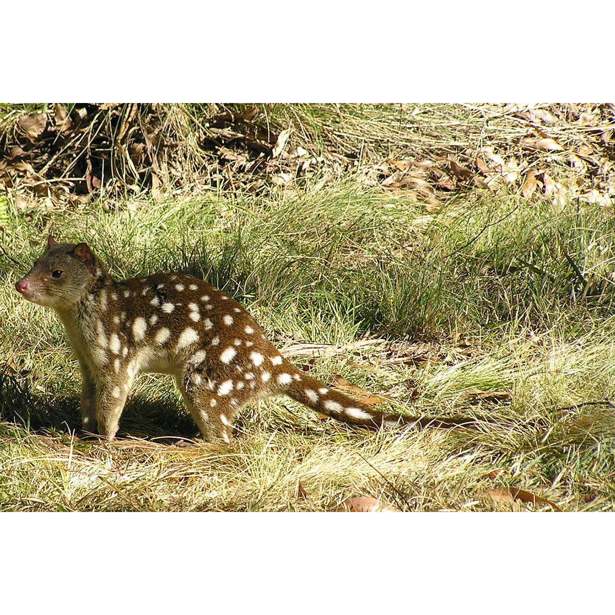 Пятнистохвостая сумчатая куница (Dasyurus maculatus) Фото №2