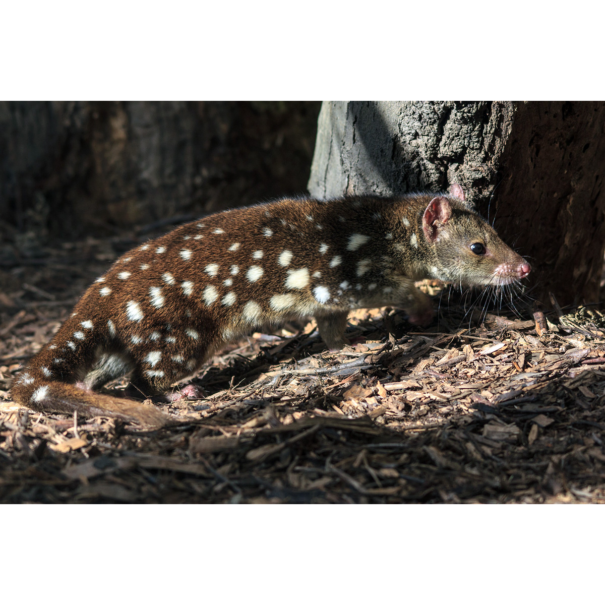 Пятнистохвостая сумчатая куница (Dasyurus maculatus) Фото №3