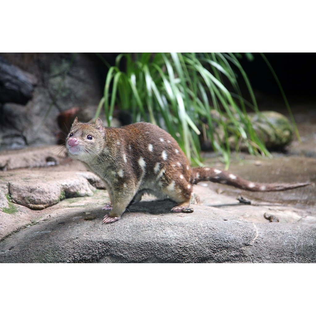 Пятнистохвостая сумчатая куница (Dasyurus maculatus) Фото №4