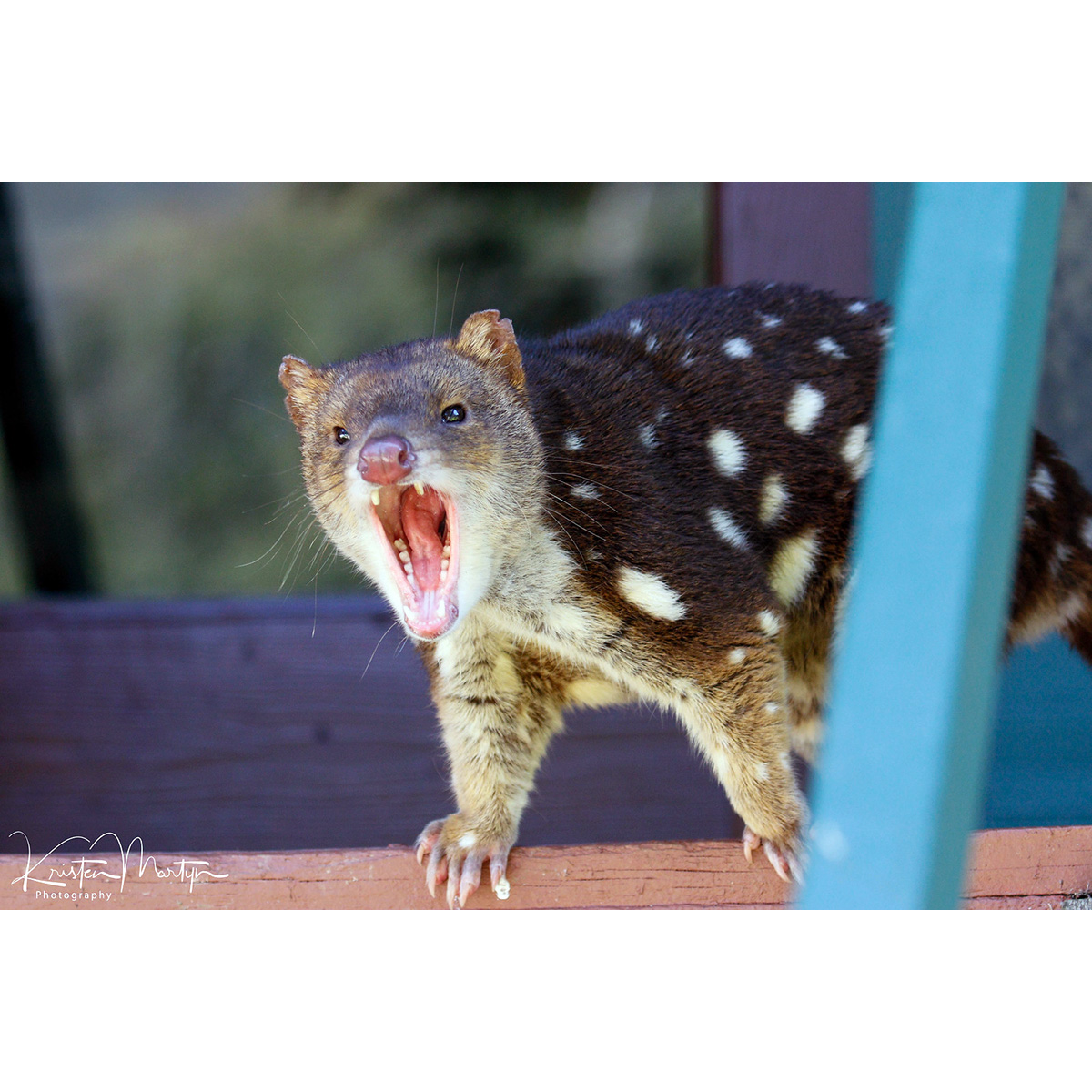 Пятнистохвостая сумчатая куница (Dasyurus maculatus) Фото №5