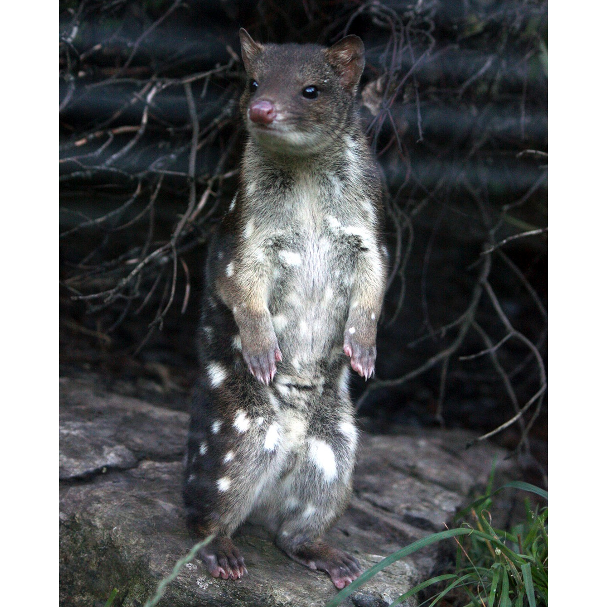 Пятнистохвостая сумчатая куница (Dasyurus maculatus) Фото №6