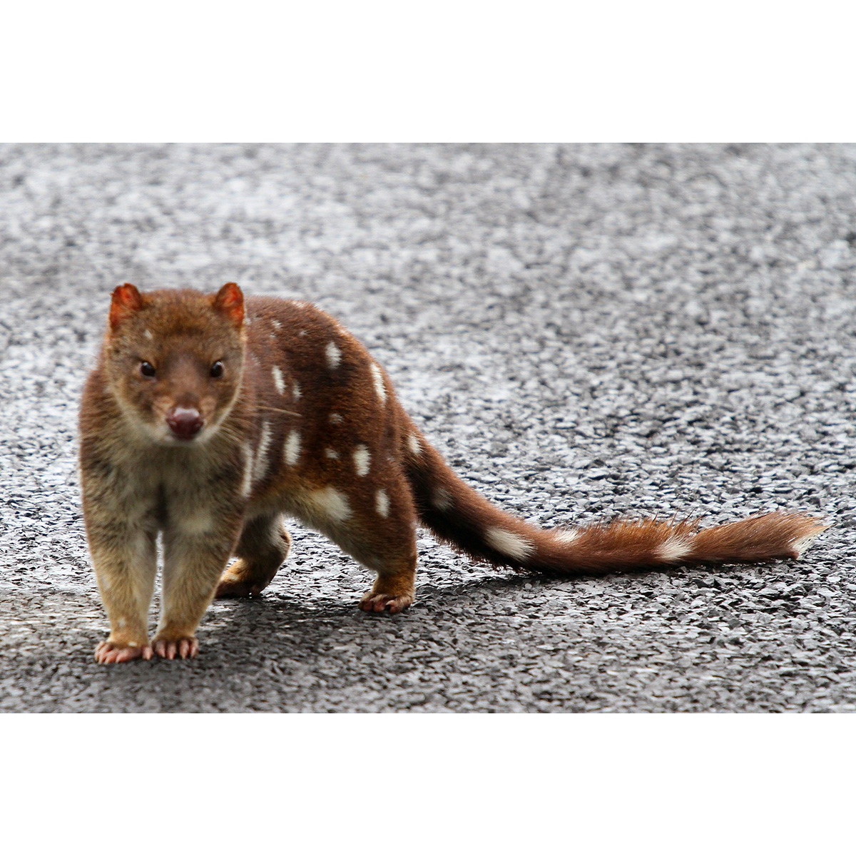 Пятнистохвостая сумчатая куница (Dasyurus maculatus) Фото №7
