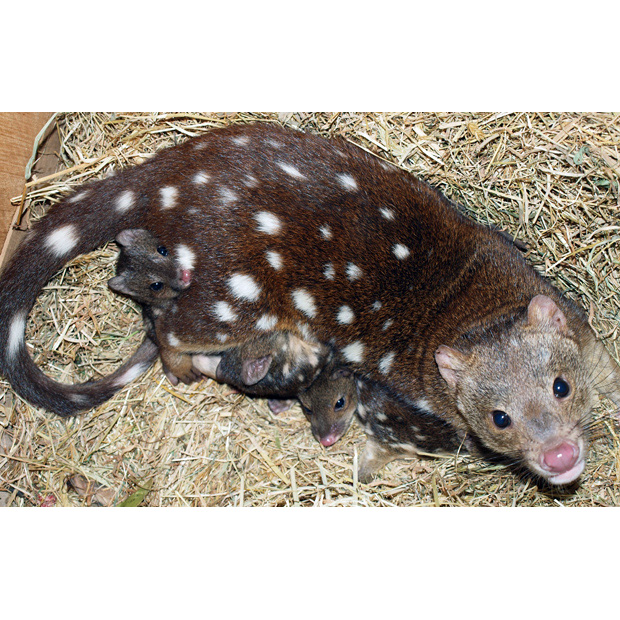 Пятнистохвостая сумчатая куница (Dasyurus maculatus) Фото №8