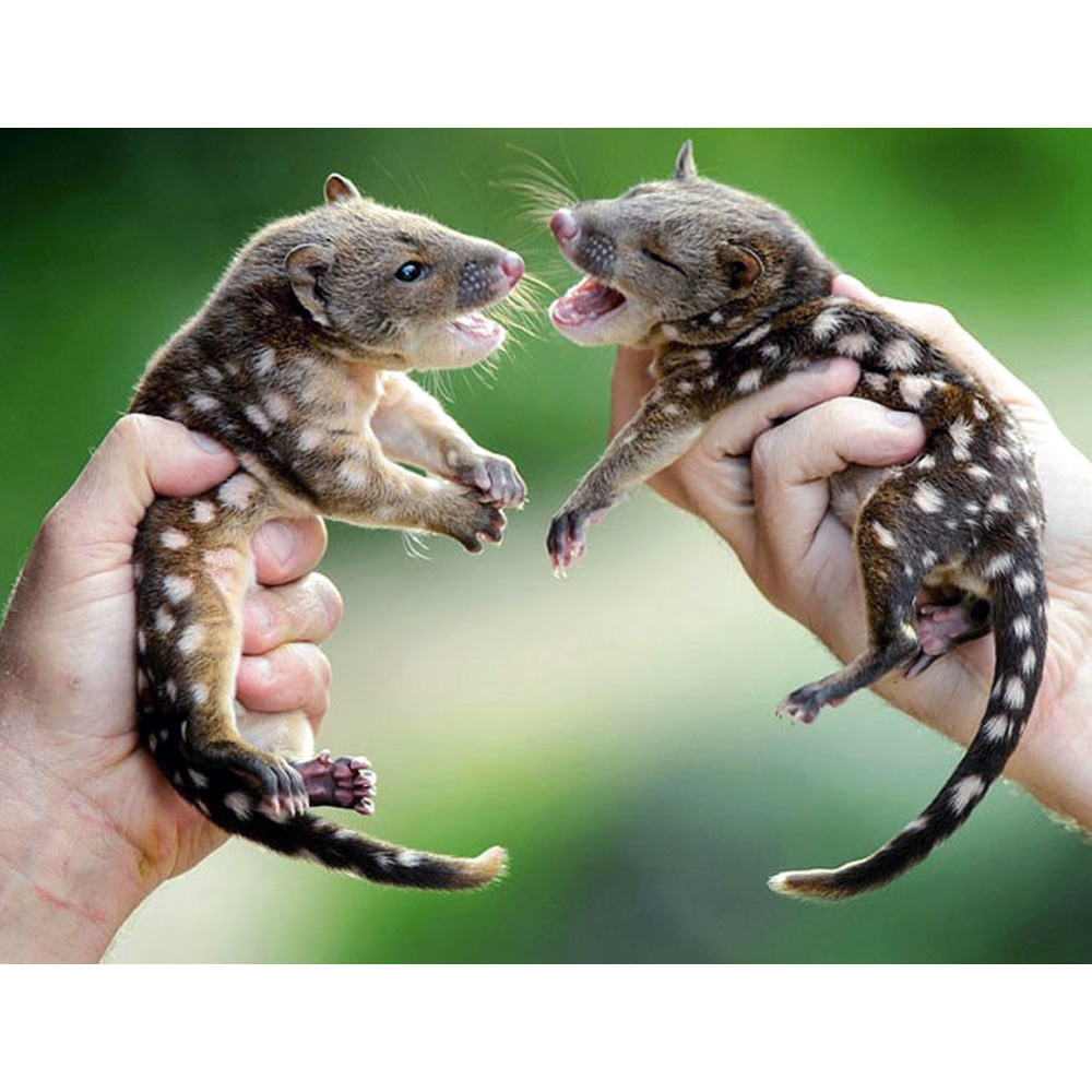 Пятнистохвостая сумчатая куница (Dasyurus maculatus) Фото №9