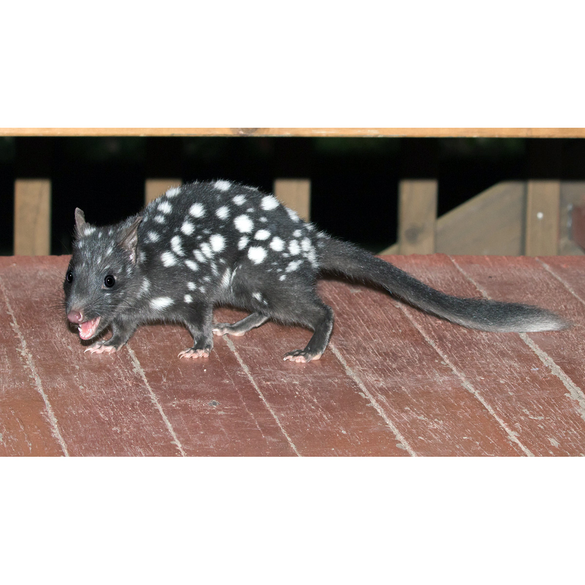 Крапчатая сумчатая куница (Dasyurus viverrinus) Фото №2