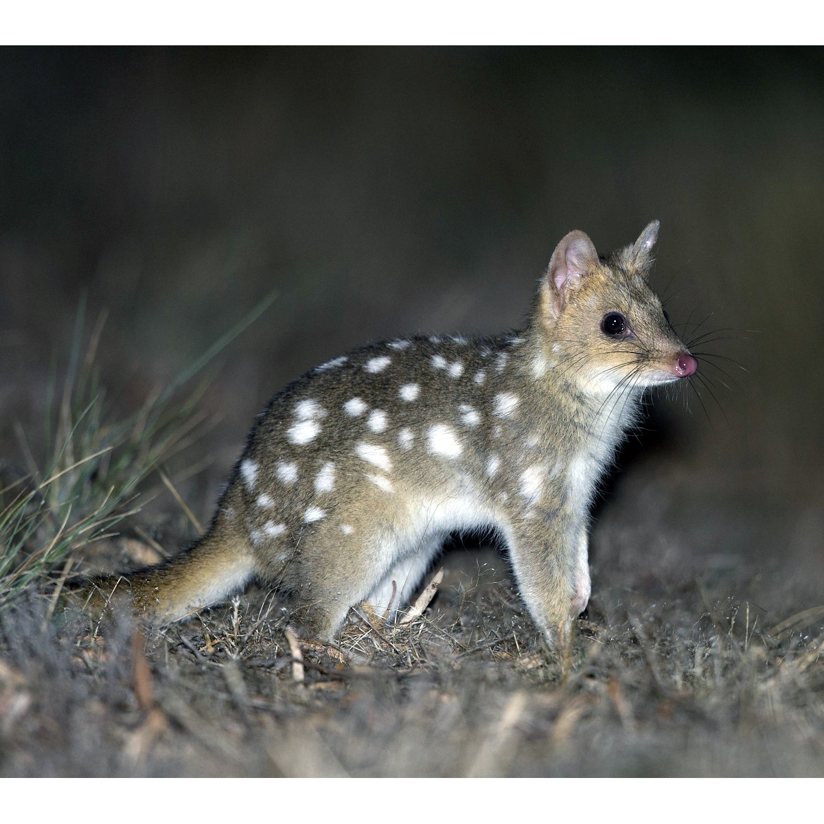 Крапчатая сумчатая куница (Dasyurus viverrinus) Фото №3