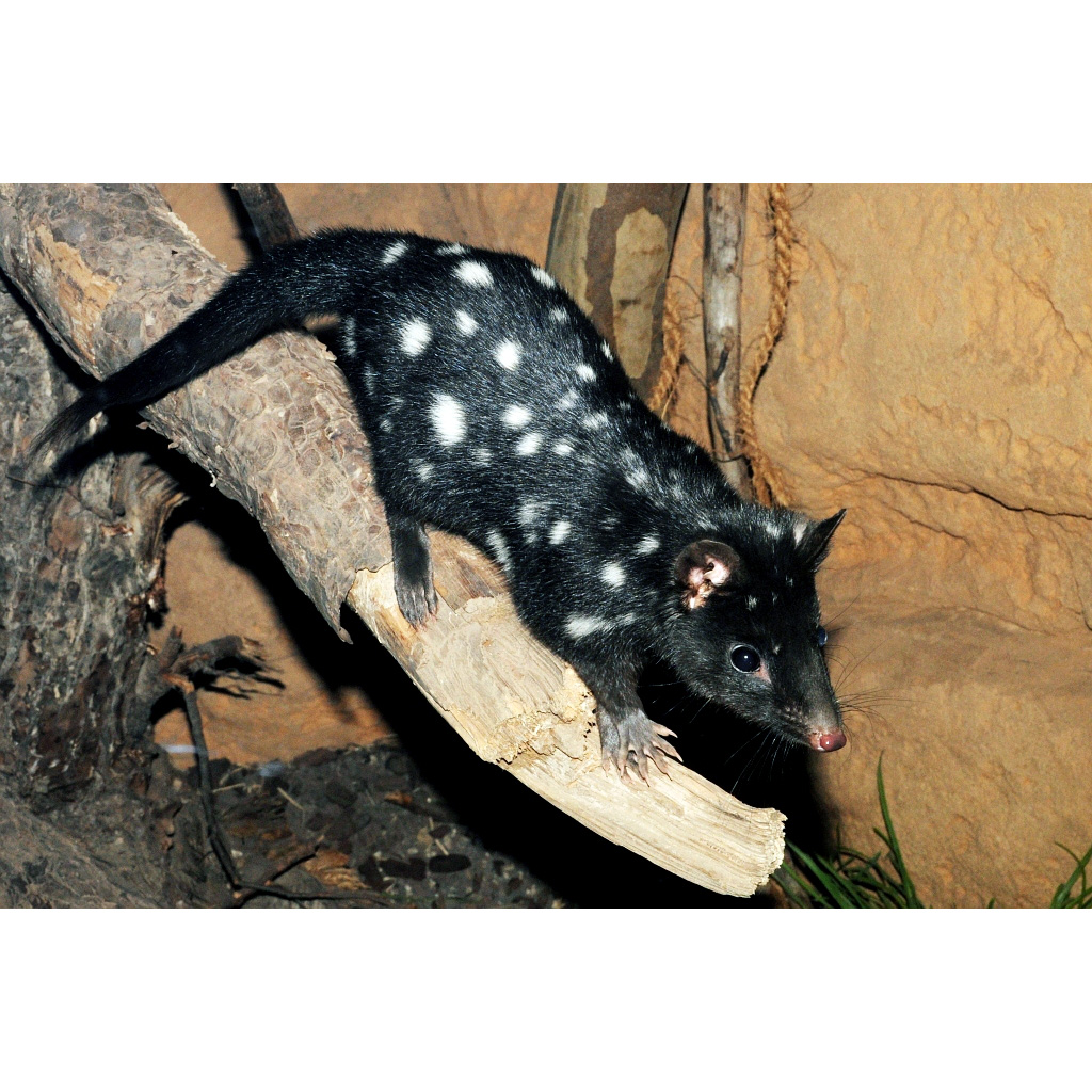 Крапчатая сумчатая куница (Dasyurus viverrinus) Фото №4