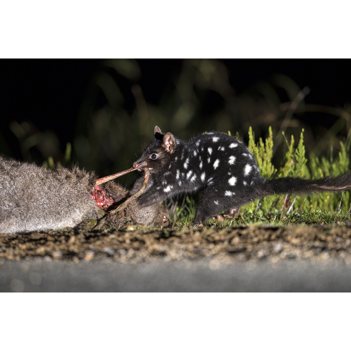 Крапчатая сумчатая куница (Dasyurus viverrinus) Фото №5