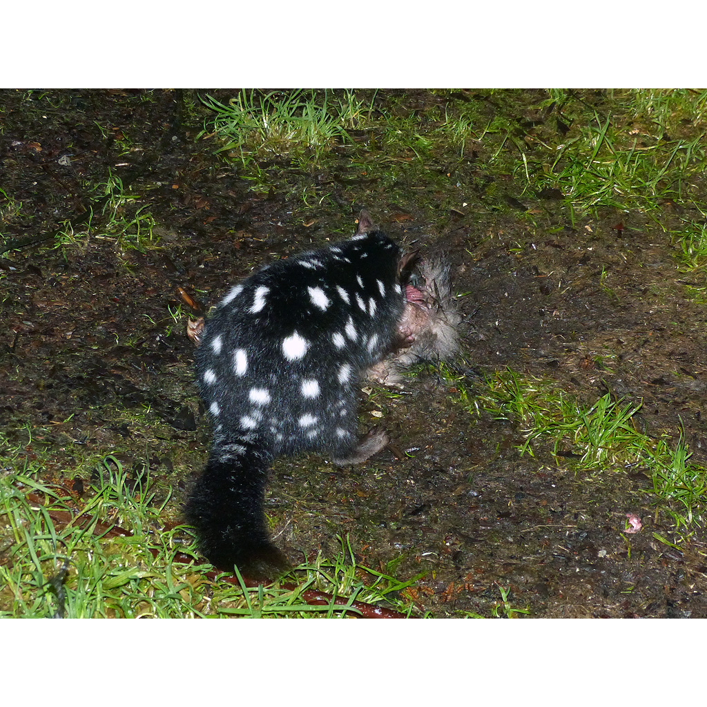 Крапчатая сумчатая куница (Dasyurus viverrinus) Фото №7