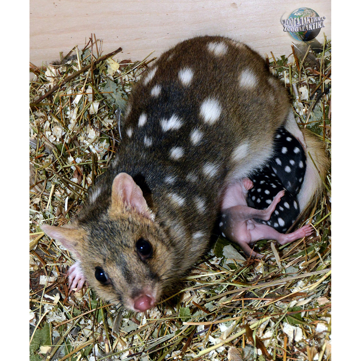 Крапчатая сумчатая куница (Dasyurus viverrinus) Фото №8