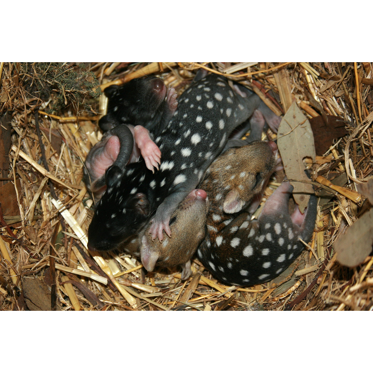 Крапчатая сумчатая куница (Dasyurus viverrinus) Фото №9