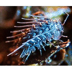 Семейство Delatorreidae фото
