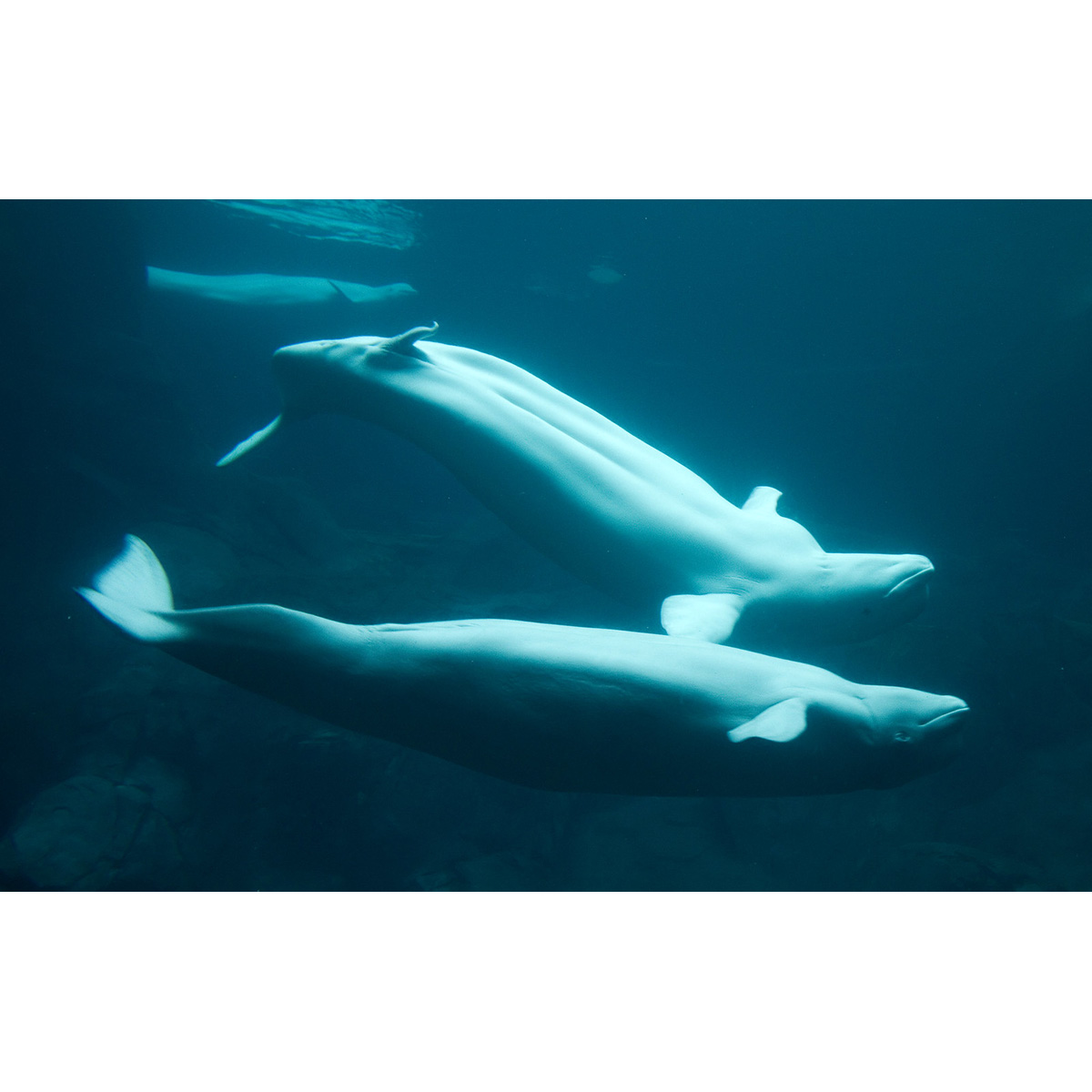 Белуха (Delphinapterus leucas) Фото №3