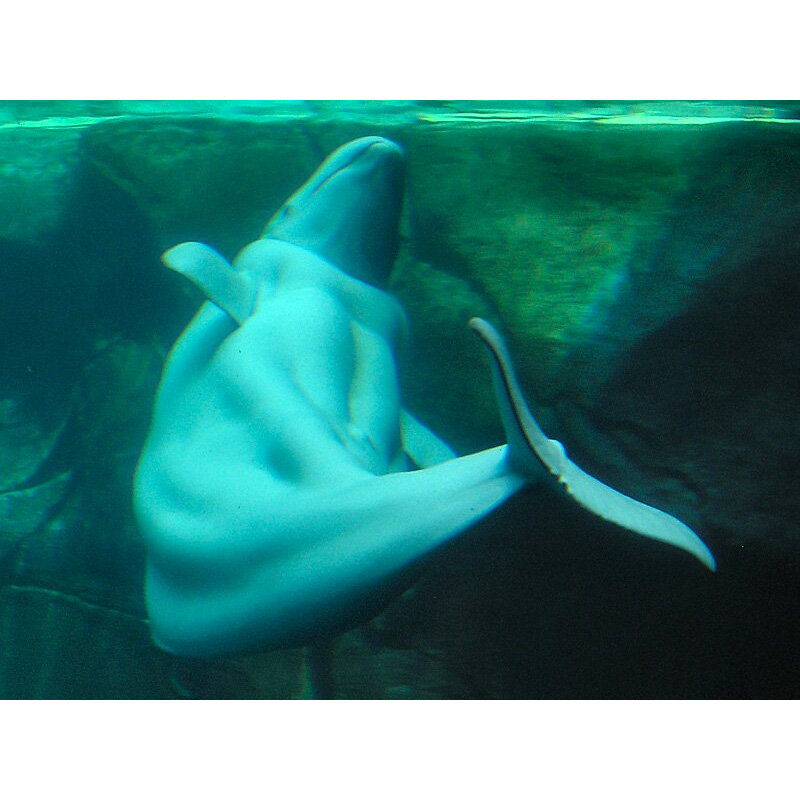Белуха (Delphinapterus leucas) Фото №6