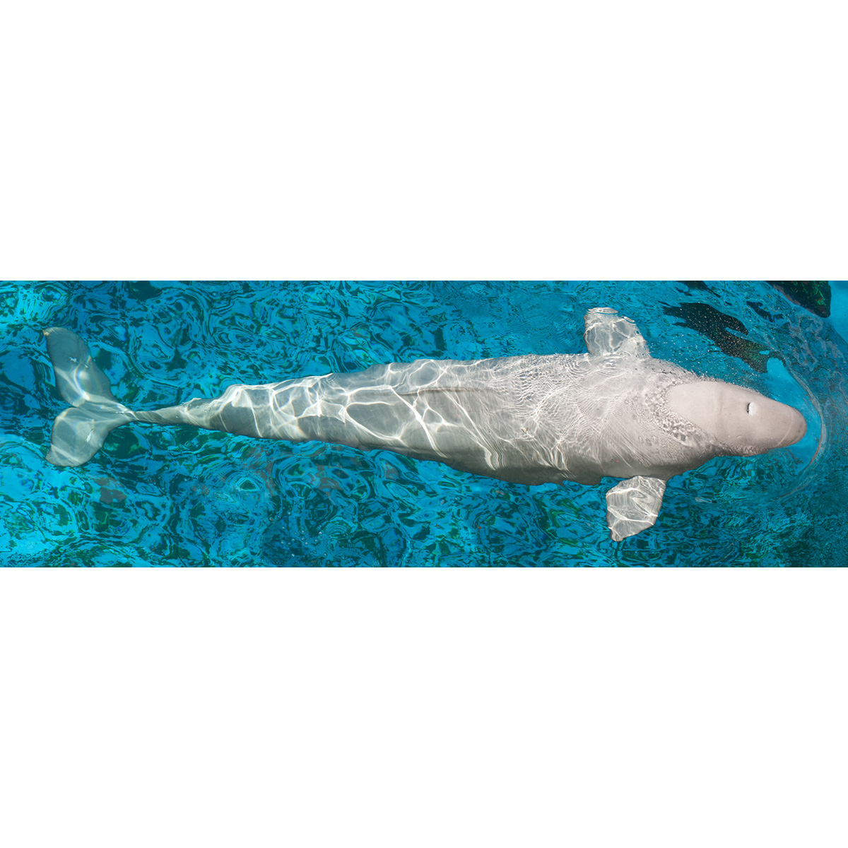 Белуха (Delphinapterus leucas) Фото №7