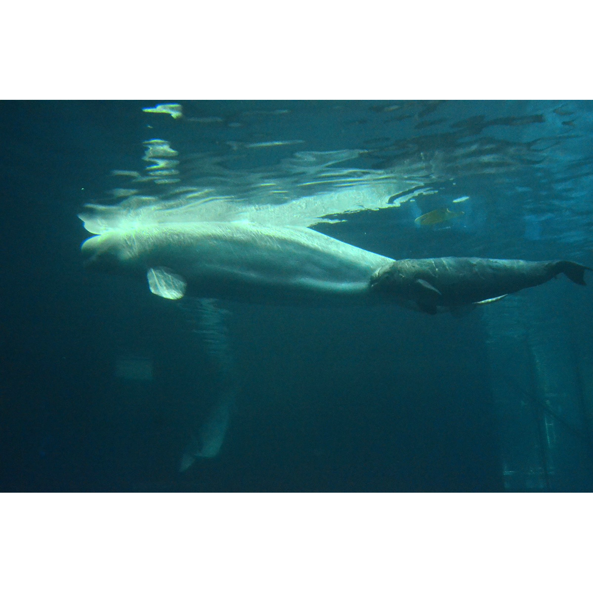 Белуха (Delphinapterus leucas) Фото №8