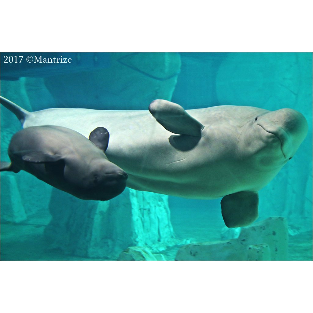 Белуха (Delphinapterus leucas) Фото №9