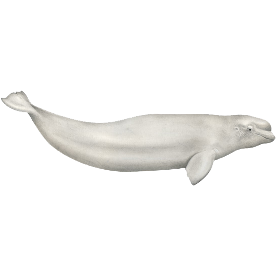 Белуха (Delphinapterus leucas) Фото №1